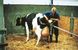 Рододопомога для корів VINK 180 см, Нідерланди (рівномірне розтягування)